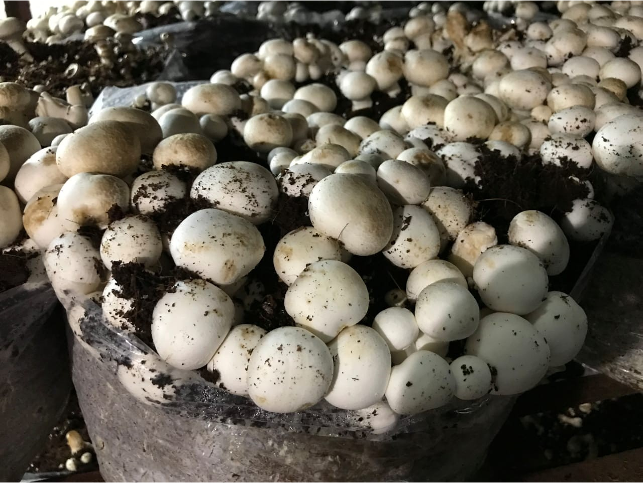 Intelligent Mushroom Farming